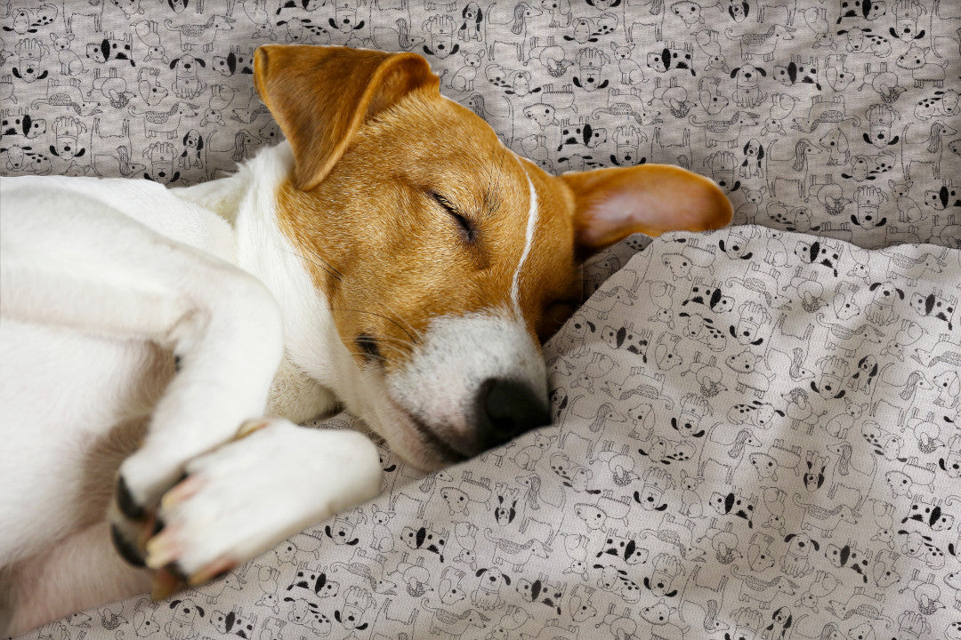 Cani Divertenti e Carini - Akryldug med søde og sjove hunde, hund