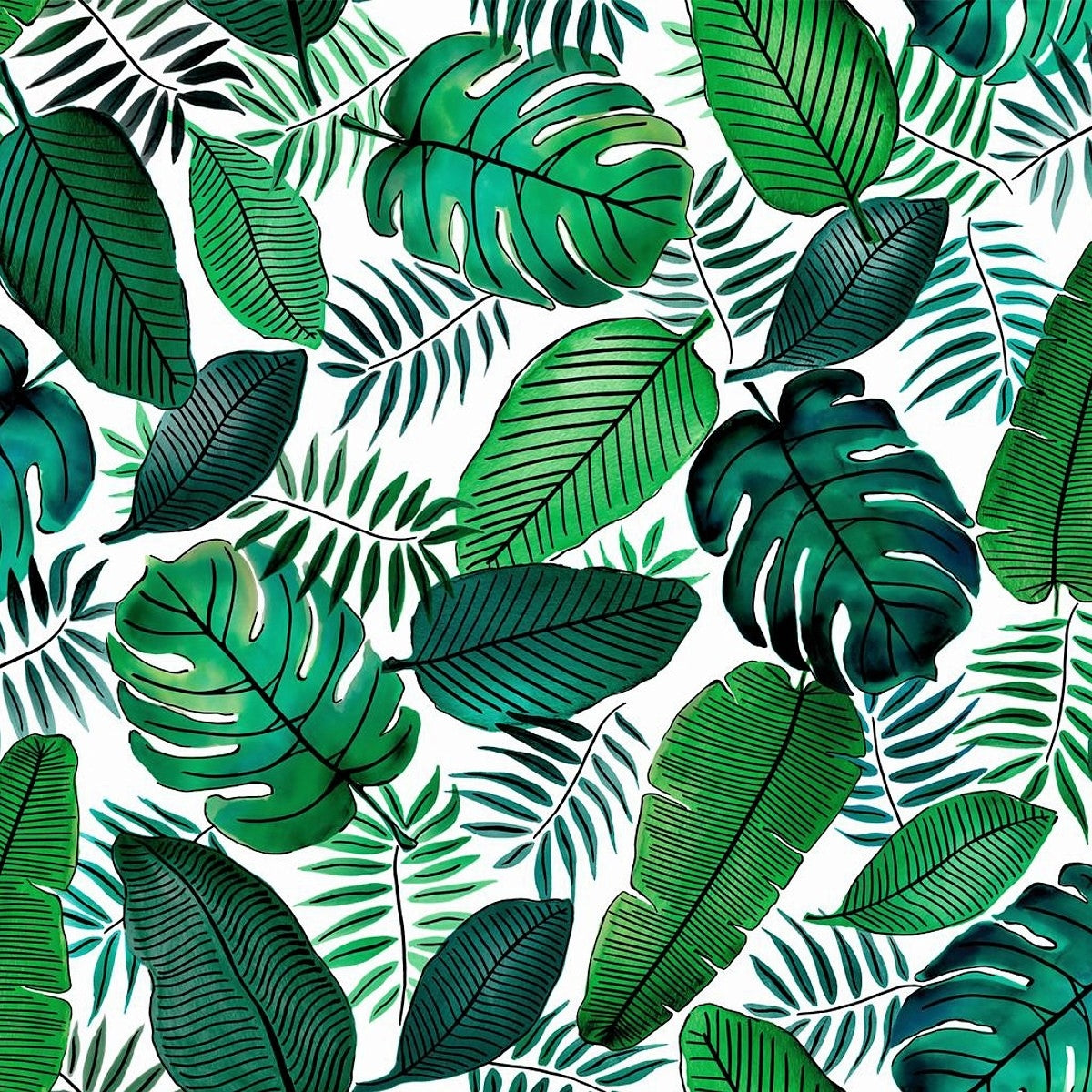 Java, voksdug med flotte grønne blade