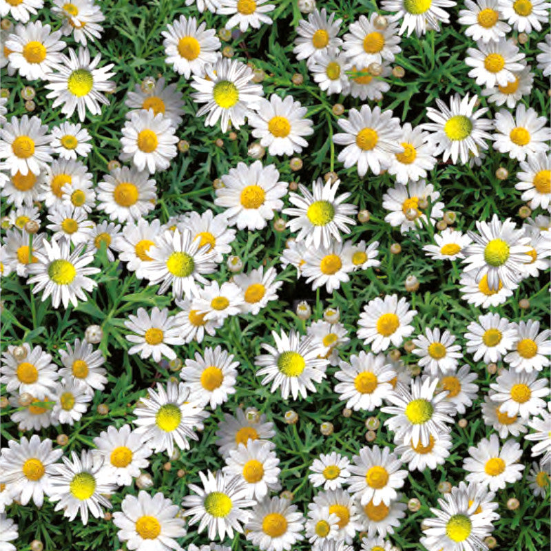 Marguerite - Voksdug med flor af blomstrende margueritter