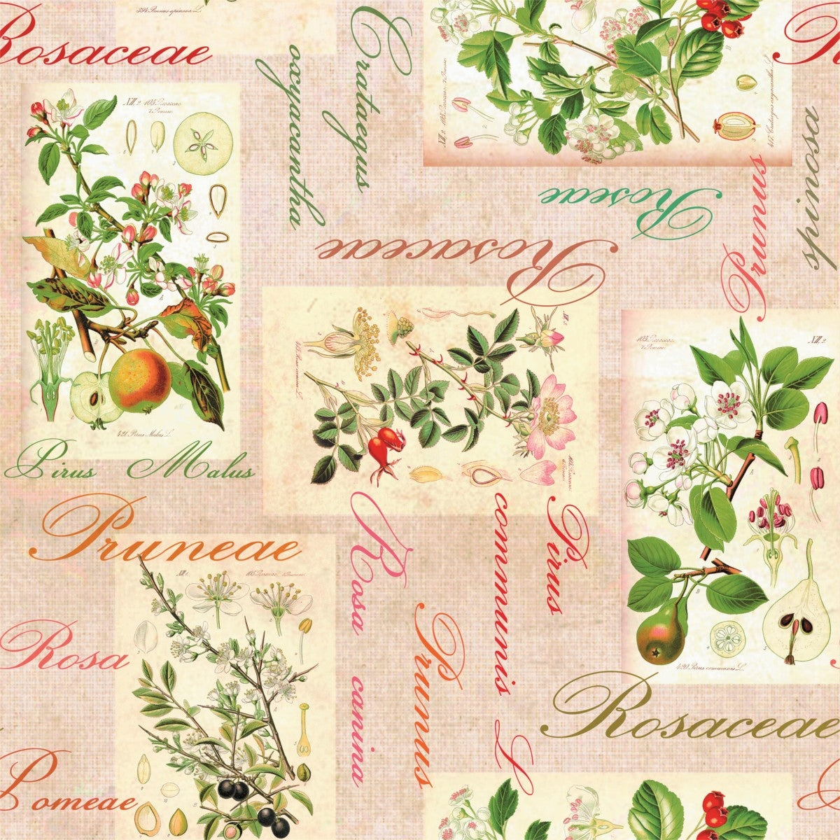 Rosalie, smuk voksdug med æbler, pærer, hyben og oliven